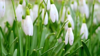 Young snowdrops flower swaying in the wind.4k