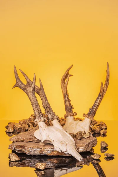 Animal Skull with Horns, on yellow background