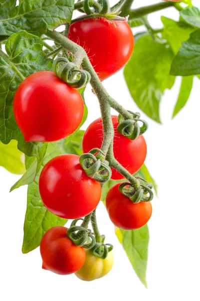 美味新鲜樱桃西红柿的枝条，白色背景分离 — 图库照片