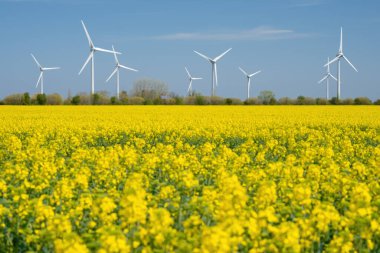 Sarı kolza tohumu alan panorama rüzgar türbini ya da rüzgar tekerlekleri ile.