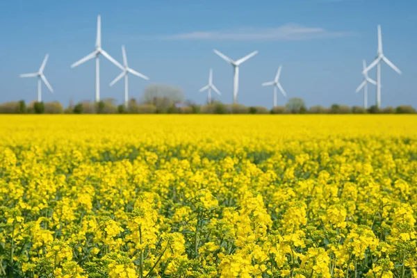 Campo de colza amarillo con turbina eólica o ruedas eólicas. — Foto de Stock