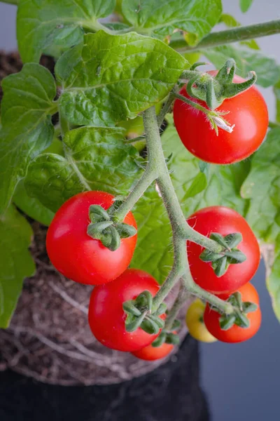 Bush v zemi s kořeny. Lahodná čerstvá cherry rajčata — Stock fotografie