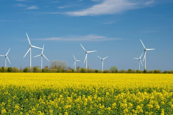 Campo de colza amarillo con turbina eólica o ruedas eólicas. — Foto de Stock