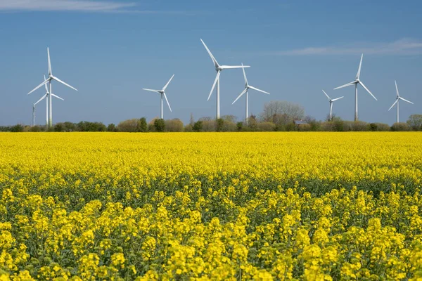 Yellow rapeseed field panorama with wind turbine or wind wheels. — Stock Photo, Image
