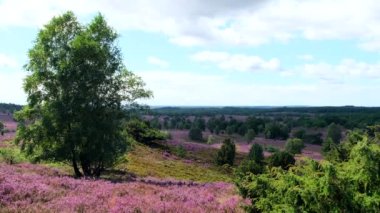 Açan Heathland çiçekleri Luneburg fundalığında rüzgarda savruluyor..