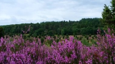 Açan Heathland çiçekleri Luneburg fundalığında rüzgarda savruluyor..