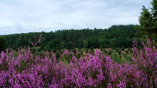 芬兰花盛开，迎风飘扬在吕尼堡的荒原上. — 图库视频影像