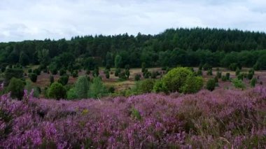 Açan Heathland çiçekleri Luneburg fundalığında rüzgarda savruluyor..