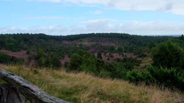 Flores de brezal florecientes moviéndose en el viento en Luneburg Heath. — Vídeos de Stock