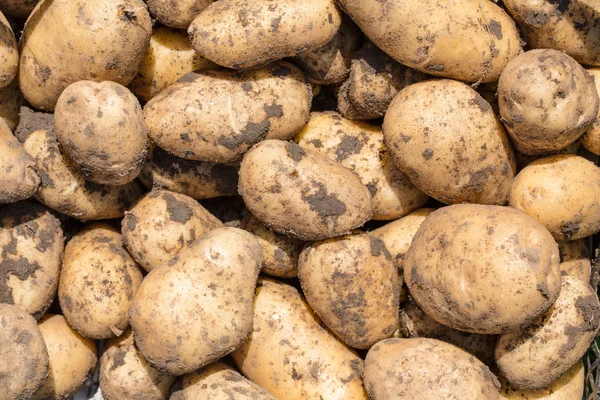 Patatesler — Stok fotoğraf