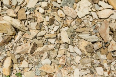 kurutulmuş kırık çamura bitki 