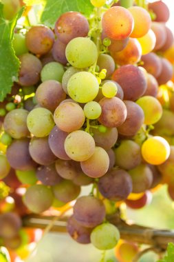 olgunlaşmış üzümler