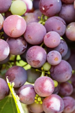 olgunlaşmış üzümler