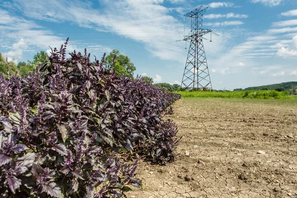 Albahaca violeta fresca —  Fotos de Stock