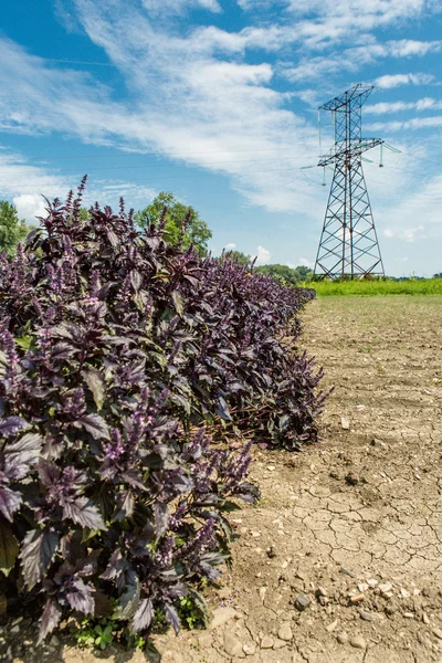 Albahaca violeta fresca — Foto de Stock