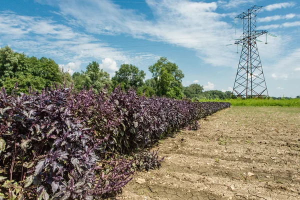 Albahaca violeta fresca —  Fotos de Stock