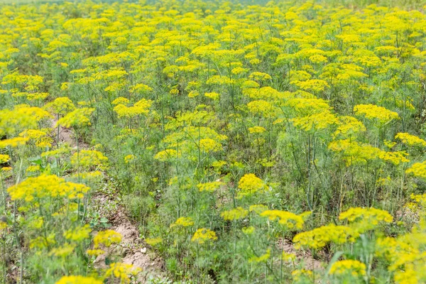 Groene dill — Stockfoto