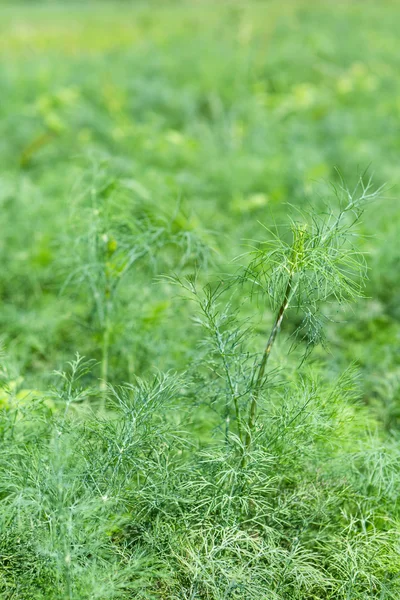 Зеленый укроп — стоковое фото