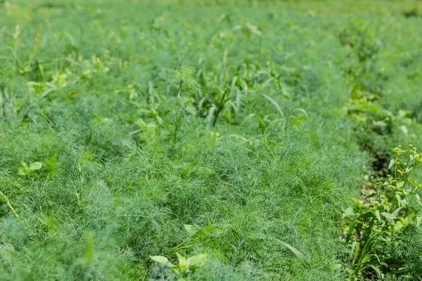 Groene dill — Stockfoto