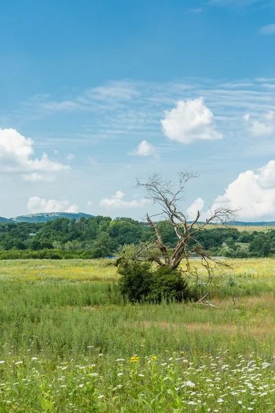 Paisaje —  Fotos de Stock