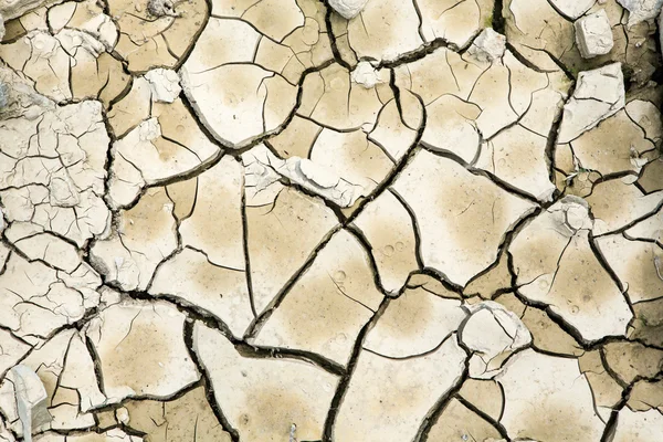 植物の乾燥したひびの入った泥 — ストック写真
