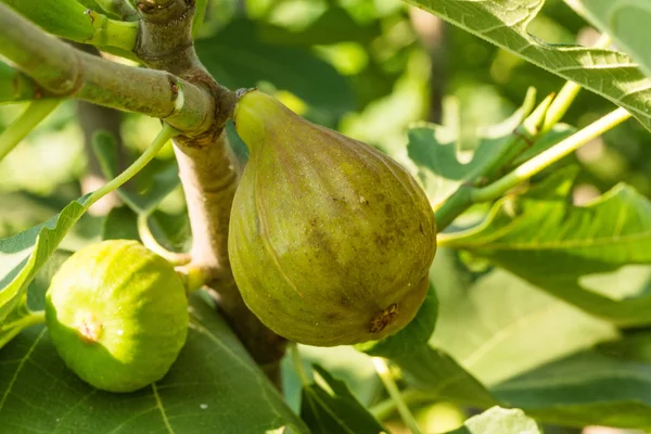 Mogna fikon — Stockfoto