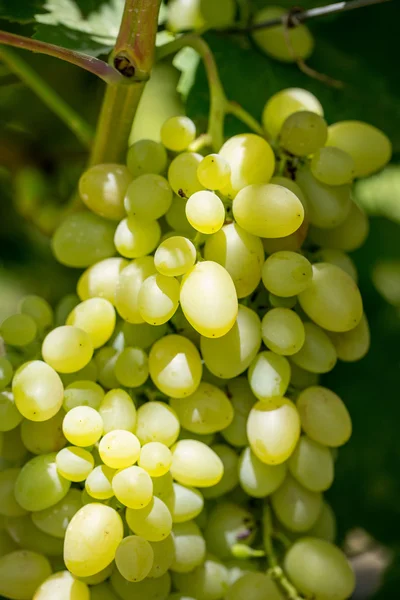 Uvas maduras — Foto de Stock