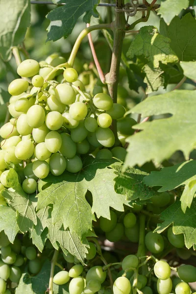 Uvas maduras — Fotografia de Stock