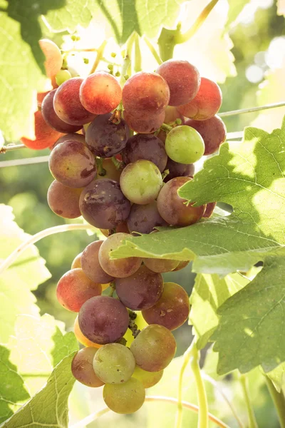 Uvas maduras — Foto de Stock