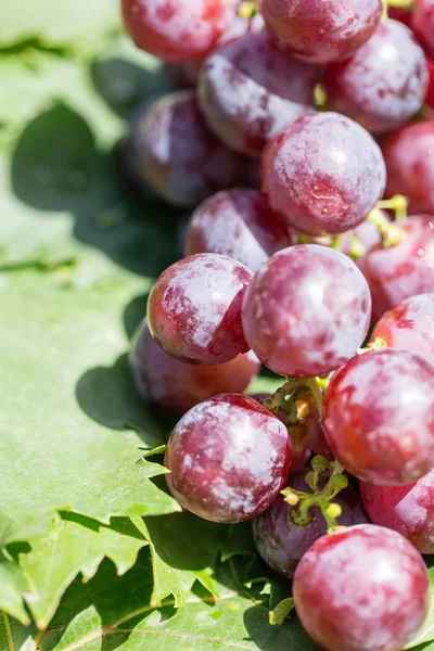 Uvas maduras — Foto de Stock