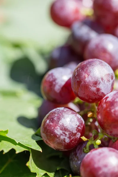 Uvas maduras — Foto de Stock