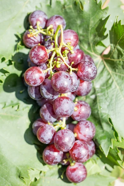 Uvas maduras — Foto de Stock