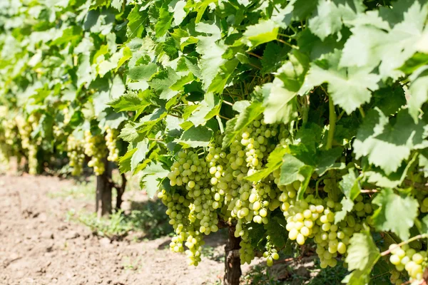 Uvas maduras — Fotografia de Stock