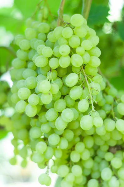 Uvas maduras — Fotografia de Stock