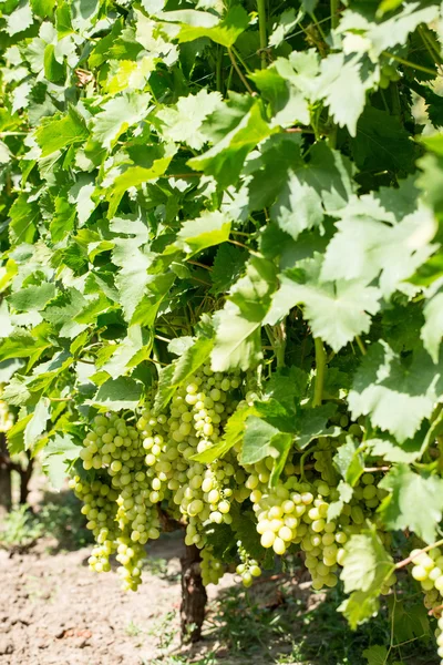 Uvas maduras — Fotografia de Stock