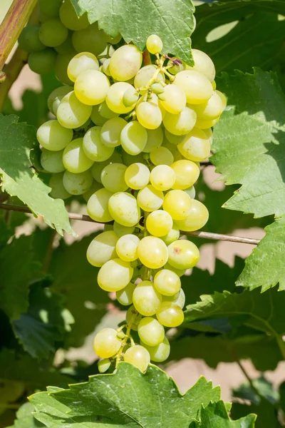 Uvas maduras — Fotografia de Stock