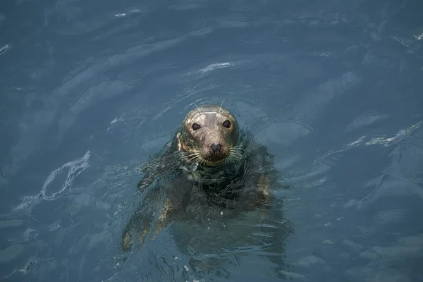 Seal plavání v moři — Stock fotografie