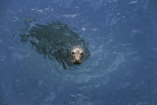 Тюлень плавает в море — стоковое фото