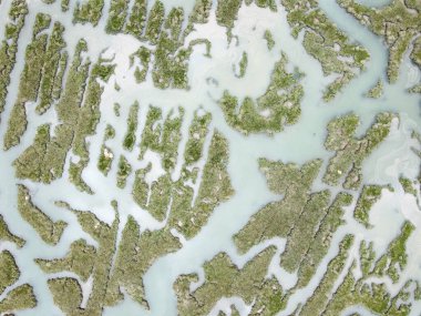 Kuşlar bataklık manzaralı deniz kenarına bakıyor.