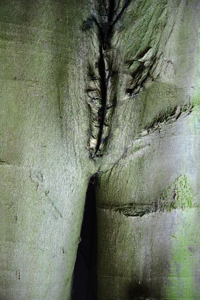 女性の解剖学の象徴の形をした木の背景画像 — ストック写真