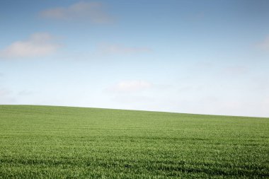Mavi gökyüzü ve yeşil çiftlik manzarası Essex İngiltere 'sinde soğuk bir şekilde çekildi.