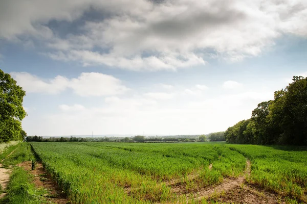 Blauwe Hemel Met Clound Met Groene Boerderij Landschap Beeld Genomen — Stockfoto