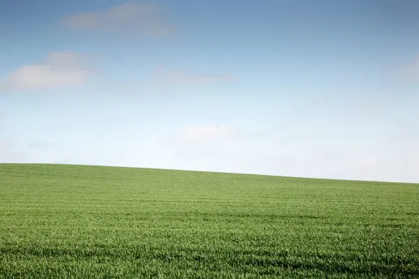 Mavi gökyüzü ve yeşil çiftlik manzarası Essex İngiltere 'sinde soğuk bir şekilde çekildi.