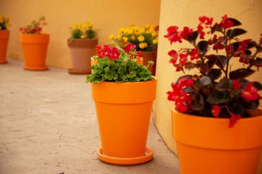 Çiçek saksıları sıraya dizilmişti. 