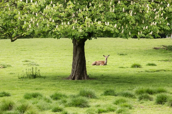 Herten in een park — Stockfoto