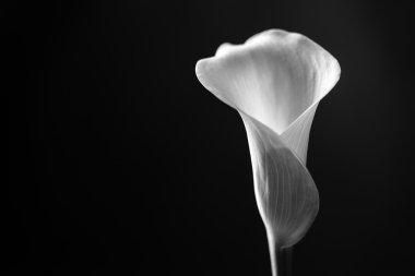 Calla Lily siyah