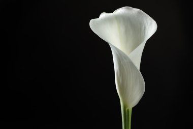Calla Lily siyah