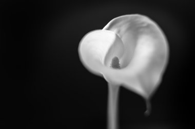 Calla Lily siyah
