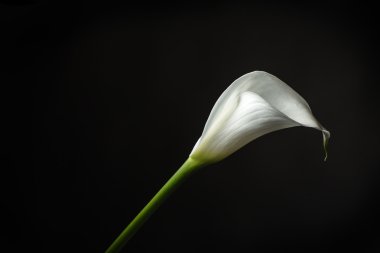 tekil Calla Lily