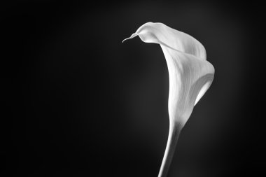 Yan görünümü calla lily